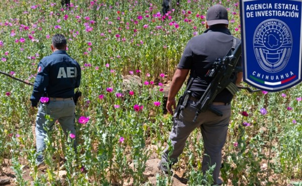 Desmantelan sembradío con 6 mil plantas de amapola en Guadalupe y Calvo