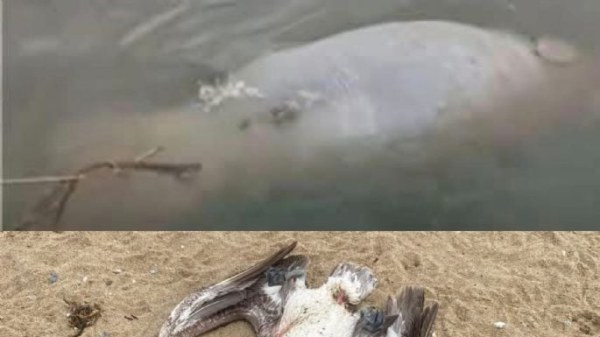 Hallan sin vida manatí y pelicano en Veracruz