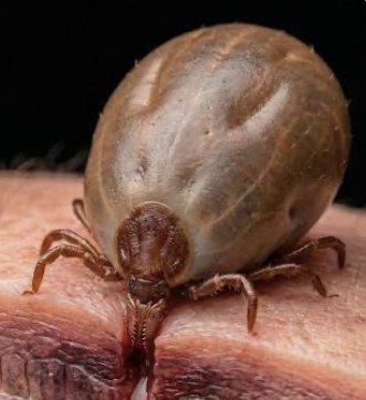 Alerta en Chihuahua: Se duplican muertes por rickettsiosis este 2026