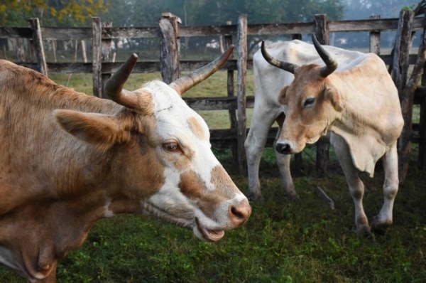 Reanudarán apertura de ganado mexicano a EU