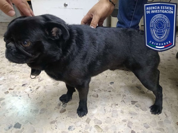 Recuperan pug robado por menores en Las Granjas