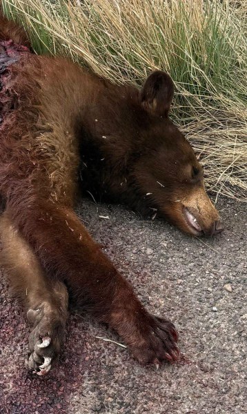 Tráiler mata a oso adulto en carretera Cuauhtémoc-Rubio