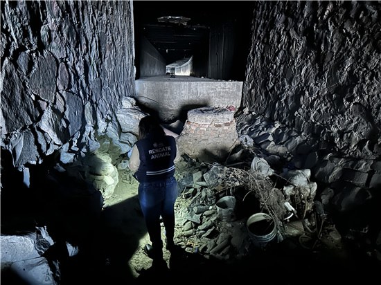 Advierten multas de hasta un millón de pesos por abandono de mascotas