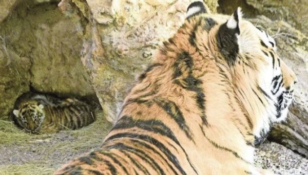 Nacen tigres en el Zoológico de Aldama: Nuevo atractivo familiar