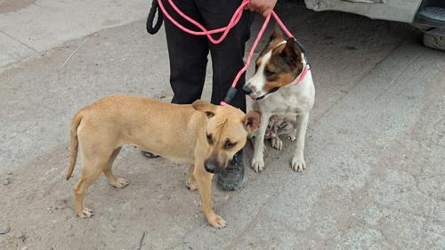 Bomberos rescatan a seis perros durante incendio en recicladora