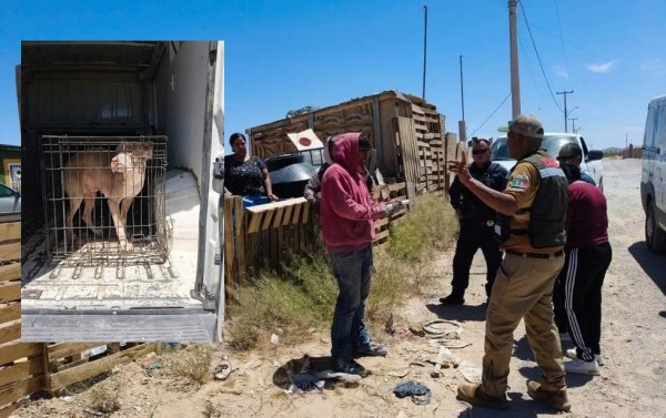 Pitbull ataca a mujer