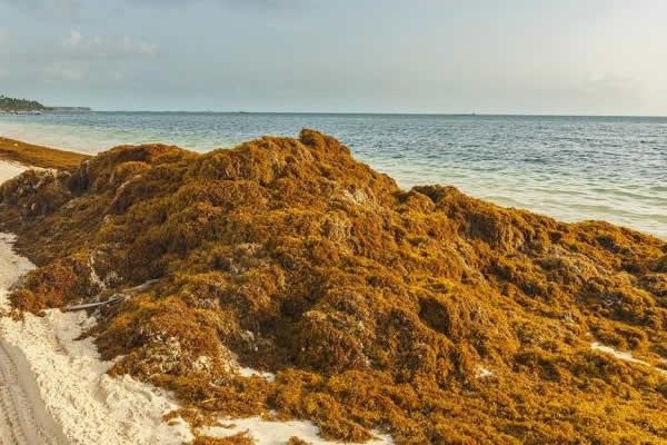 Sargazo obliga a turistas a cambiar planes en Quintana Roo