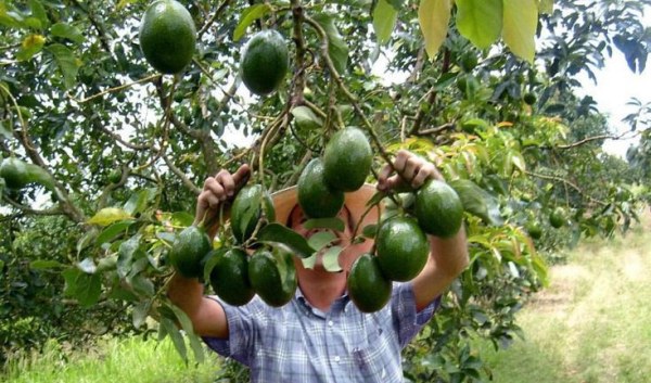 EU suspende embarque de aguacates en Michoacán por 