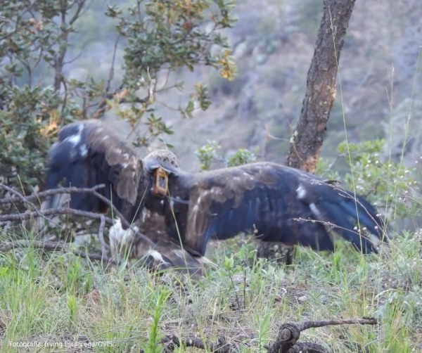 Liberan ejemplar de águila real en Madera