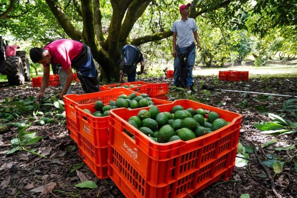 EU reanuda a medias la exportación de aguacate michoacano