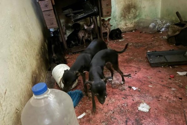 Rescatan 16 perros que vivían encerrados