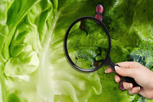 Conviene evitar la lechuga durante brote de ciclosporiasis
