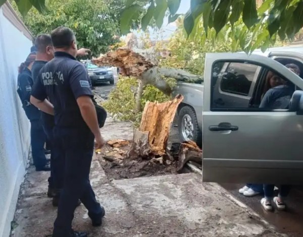 Fuertes vientos derriban árboles en Delicias