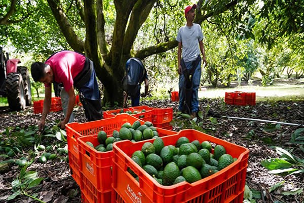 Reanudan exportación de aguacate michoacano a EUA