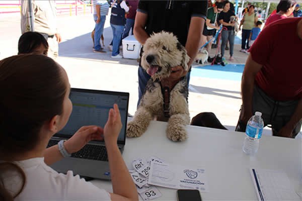 Municipio invita a jornada gratuita de vacunación para perros y gatos