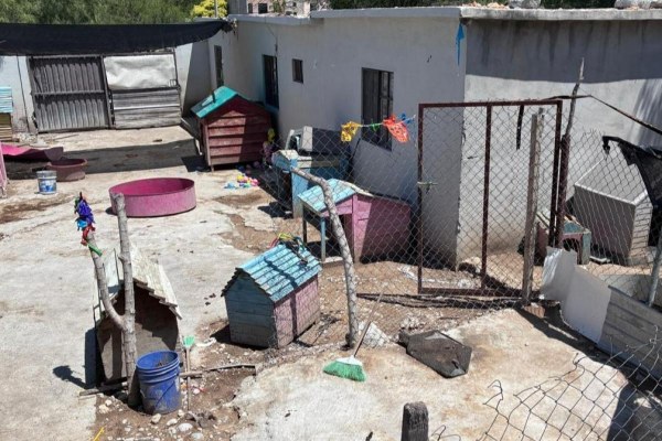 Rescatan a 63 perros víctimas de maltrato