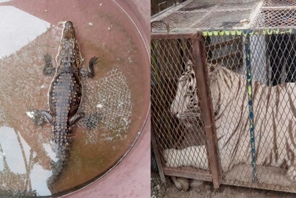 Aseguran tigre y cocodrilo en cateo