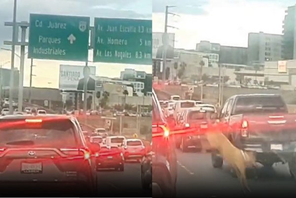 Salta perro de auto en Periférico de la Juventud