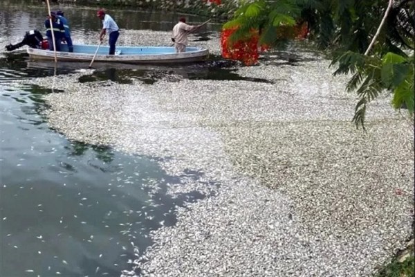 Localizan miles de peces muertos en laguna