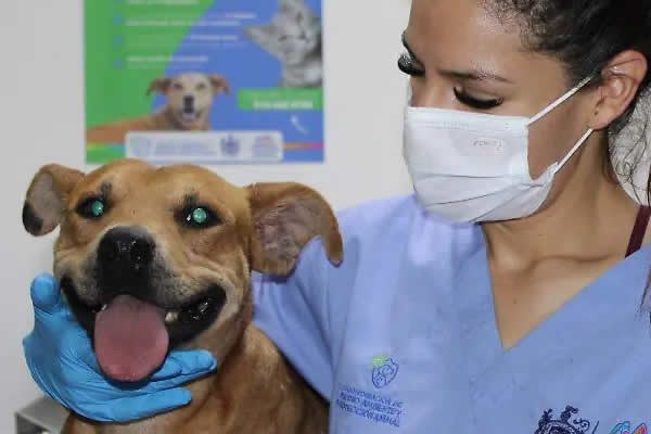 Anuncian campaña permanente de vacunación a solo 200 pesos
