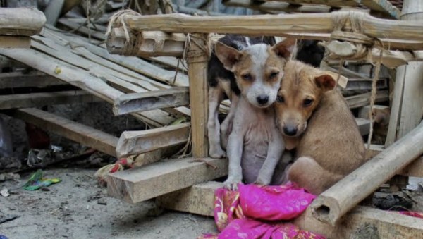 Multas de más de 17 mil pesos por maltrato animal