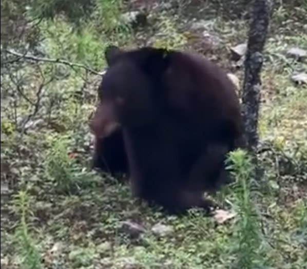 Reintegran a su hábitat a oso negro rescatado de incendio en Madera