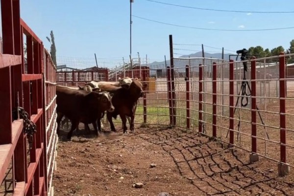 Reabre Arizona ganado mexicano