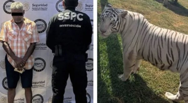 Iban por huachicol y hallan 130 animales exóticos