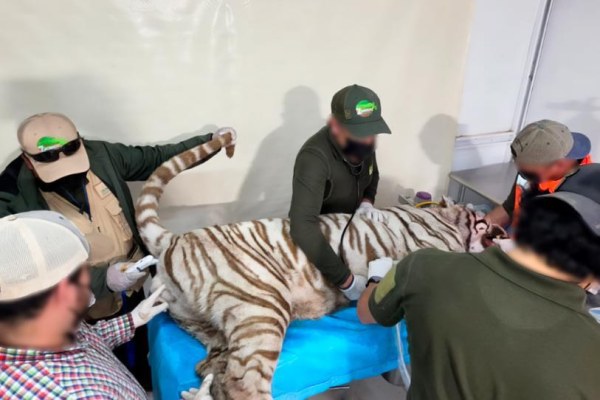 Profepa confirma que tigre de bengala murió baleado durante operativo