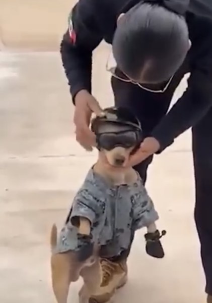 'Comando', el chihuahua que conquistó a la GN