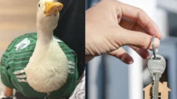 ¿Qué fue del pato Merlin?
