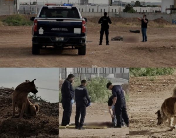 Sacrifican a jauría de siete perros que mató a hombre