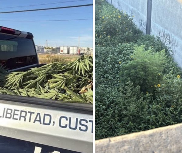 Policía asegura planta de cannabis en canal
