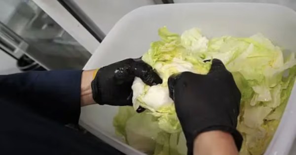 Taco Bell retira lechuga mexicana en EE. UU. por brote de ciclosporiasis