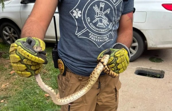 Capturan a serpiente en árbol