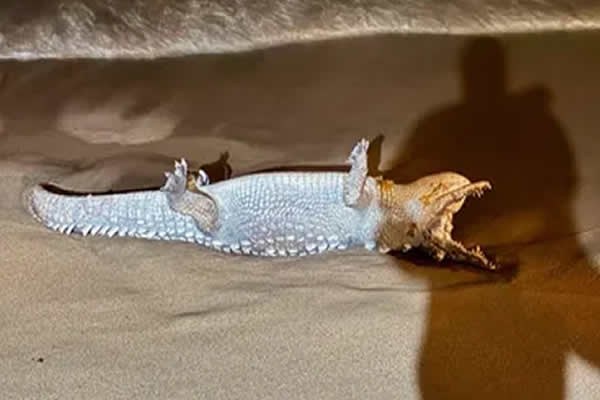 Hallan seis cocodrilos muertos en Puerto Vallarta