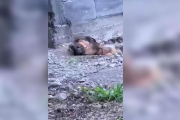 Encadenan y entierran vivo a un perrito