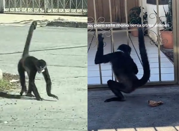 Captan a mono en calles de Chihuahua