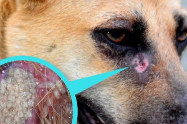 Primer caso de gusano barrenador en perro en Rosales
