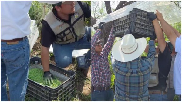 Dispersan moscas para combatir gusano barrenador