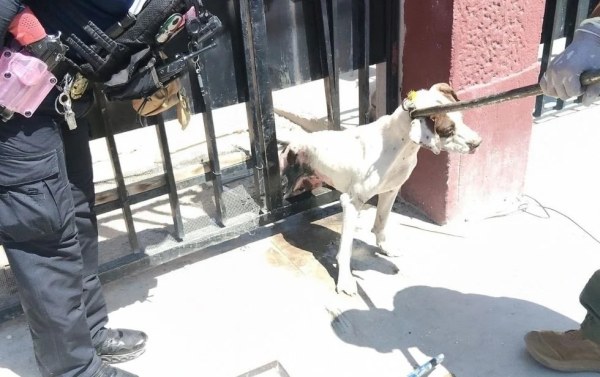 Perrito se atoró en barandal