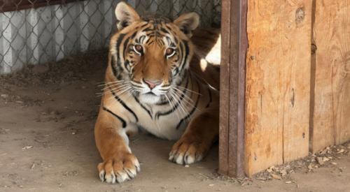 Aseguran dos tigres de bengala en cateo