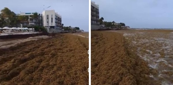 Crisis por sargazo asfixia a Playa del Carmen
