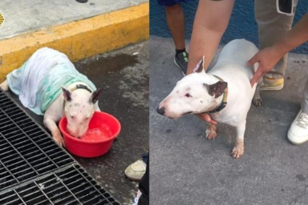 Muere perrito tras permanecer horas encerrado en camioneta