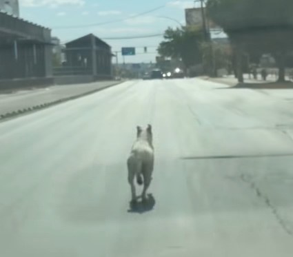Persigue pitbull a sus dueños tras ser abandonado