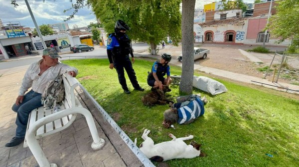 Auxilian a indigente y su perrita con camada de 8 cachorros