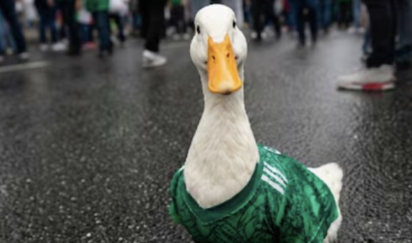 El pato Merlín: del éxito viral al Fan Fest del Mundial