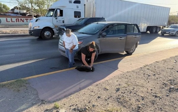 Detienen sus autos para salvar a perrito