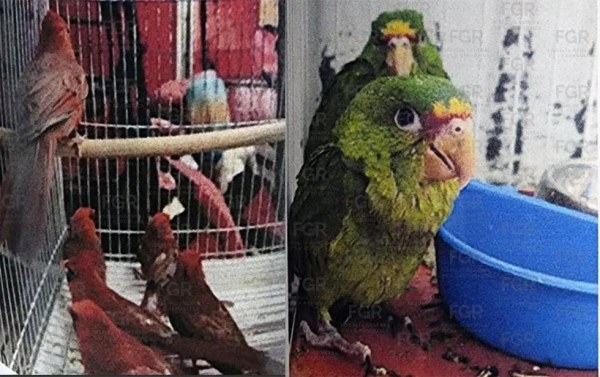 Lo vinculan por posesión ilegal de aves en peligro de extinción