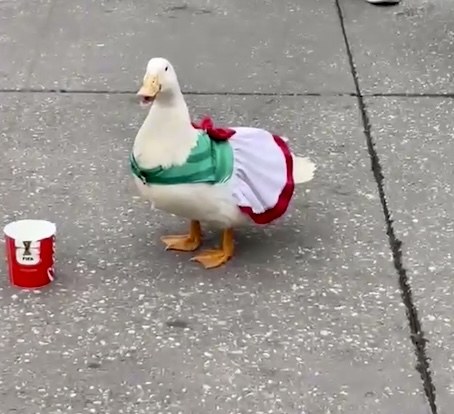 ¡Hay romance! Aparece 'Juanita', la novia del pato viral del Mundial